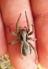 Slíďák suchopárový (A. striatipes). Vzácný druh, u nás známý jen z jižní Moravy, kde probíhá východní okraj  jeho areálu. Dále na jihovýchodě žije jeho geografický zástupce (vikariant) slíďák stepní (A. mariae). Foto P. Just