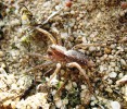 Slíďák pískomilný (A. psammophila) se vyskytuje hlavně v panonské oblasti, u nás jen v okolí Bzence na jižní Moravě. Je vázaný na písčitý substrát, v němž si tvoří mělké nory. Foto P. Just