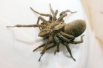Slíďák bradavčitý (A. solitaria) během kopulace. Na snímku je patrná typická pářicí poloha slíďáků, kdy samec (vlevo) vyleze na strnulou samici tak, že směřuje hlavohrudí na opačnou stranu. Samec právě zasouvá pravý embolus do pravého pohlavního otvoru samice, o chvíli později dojde k prostřídání stran a k zasunutí levého embolu. Každé zasunutí je doprovázeno několika vzdutími hematodochy, blány spojující jednotlivé sklerity pohlavního orgánu – bulbu. Foto P. Just