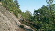 Přírodní památka Martinské stěny (Kokořínsko). Na osvětlených písčitých ploškách na úpatí pískovcových útvarů se daří slíďákovi vřesovištnímu (Alopecosa fabrilis) a s. borovému (A. aculeata). Slíďák vřesovištní se nejčastěji zdržuje v norách, kdežto s. borový vyhledává jako úkryt hromádky borových šišek. Foto P. Just