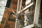 Dospělá laň s tříletým samcem v prostoru pro krmení. Zoo Ústí nad Labem. Foto P. Král