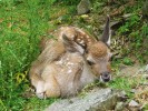 Dvoudenní odložené mládě.  Velký výběh v ústecké zoologické zahradě skýtá mnoho úkrytových možností. Foto P. Král