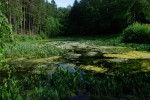 Malý rybník u bývalé hájovny v Maršově leží na hranici přírodní rezervace, jediný biotop vhodný pro růst vegetace vodních rostlin. Foto L. Šoltysová