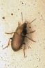 Kvapník A. similata preferuje hlavně semena brukvovitých (Brassicaceae). Foto S. Krejčík