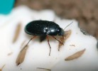 Kvapník Amara familiaris vyžírající nažku pampelišky z plastelínové návnady. Velikost brouka 6 mm. Foto P. Klimeš
