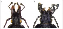 Hlava střevlíků rodu Cychrus (a) a Carabus podrodu Procerus (b),  kteří dali jméno dvěma typům morfologických adaptací střevlíků pro lov plžů – cychridizaci a procerizaci. První  představuje protažení hlavy a kusadel a slouží k napadení přes obústí ulity bez nutnosti jejího poškození. Druhý případ vede naopak k vytvoření mohutných kusadel, kterými mohou brouci ulity specificky rozlámat (viz také obr. 2). Foto M. Horsák