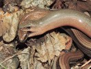 Pářící se slepýši křehcí (Anguis fragilis). Slepýši mají zajímavé chování, podrobněji je však známe pouze u tohoto druhu. Foto J. Moravec