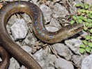 Dospělý samec slepýše východního (Anguis colchica). Modré skvrny, byť méně výrazné, mohou mít na hřbetě starší samci i ostatních druhů s výjimkou slepýše peloponéského. Foto J. Moravec