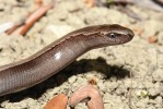 Slepýš peloponéský (Anguis cephallonica). Samci tohoto druhu mají ostře odlišené zbarvení hřbetu a boků. U zbývajících druhů slepýšů je to znak typický pro samice. Foto V. Gvoždík