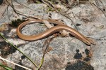 Nedospělý jedinec slepýše italského (Anguis veronensis). Foto V. Gvoždík