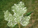 Erineum vlnovníka révového  (Colomerus vitis) na listu révy vinné (Vitis vinifera). Dolní Dunajovice  (12. července 2013). Foto H. Šefrová