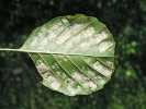 Erineum (zplstnatění zmnožením nebo deformací chloupků) působené  vlnovníkem krátkonohým (Acalitus  brevitarsus) na listu olše lepkavé  (Alnus glutinosa). Břeclav, Kančí obora (15. července 2008). Foto H. Šefrová