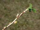 Pupenové akrocecidium vlnovníka rybízového (Cecidophyopsis ribis) na rybízu černém (Ribes nigrum). Na tomto hostiteli byl prokázán přenos virového zvratu rybízu, který podstatně snižuje jeho plodnost. Napadení jiných druhů rybízu (Ribes spp.) a angreštu  (R. uva-crispa) bývá vzácnější. Újezd u Brna (10. června 2005). Foto H. Šefrová