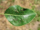 Nekróza pletiva listu způsobená vlnovníkem hrušňovým (Eriophyes pyri) na hrušni obecné (Pyrus communis). Újezd u Brna (10. června 2005). Foto H. Šefrová