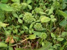 Znetvoření (proliferace) květenství, jehož původcem je vlnovník jetelový (Aceria trifolii), na jeteli zvrhlém (Trifolium hybridum). Jako příčina této  „zelenokvětosti jetele“ bývá uváděna i nákaza bakterií Phytospora sp.; nabízí se možnost jejího přenosu vlnovníkem. Občas nebývají vlnovníci nalezeni,  což ale může být důsledkem menší péče věnované jejich zjištění. Rýmařov, Ruda (19. června 2004). Foto S. Krejčík