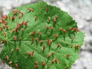 List lípy srdčité (Tilia cordata) s hálkami vlnovníka lipového (Eriophyes tiliae). Tyto všeobecně známé hálky  (pleurocecidium, tedy mimo vrchol  nebo okraj rostlinného orgánu) byly ještě před 200 lety považovány za parazitické  houby (Cornu tiliae). Pavlov u Mikulova (25. dubna 2006). Foto H. Šefrová