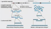 Pomalá, pracná, ale spolehlivější metoda sekvenování lidského genomu veřejného konsorcia (vlevo), riskantnější, ale mnohem rychlejší metoda firmy  Celera Genomics (vpravo). Blíže v textu. Z archivu M. Váchy