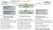 Souhrnné schéma vzniku, funkce a vlivu vitamínu D na zdraví člověka