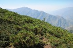 Porost nejmenší borovice světa –  borovice zhuštěné trpasličí (Pinus densata var. pygmaea), spolu s nejmenším dubem světa (Quercus monimotricha)  v nadmořské výšce 3 000 m poblíž města Tačchiao v severovýchodním Jün-nanu.  Foto R. Businský