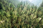 Plodný vrchol středně starého stromu P. densata subsp. tibetica. Foto R. Businský