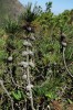 Borovice zhuštěná trpasličí (Pinus densata var. pygmaea), detail větví s několika ročníky pevně zavřených šišek, představujících znak adaptace na požáry. Čína, v severovýchodním cípu provincie Jün-nan, okres Čchiaoťia, hory severozápadně od města Tačchiao v nadmořské výšce 2 530 m, říjen 2013.  Foto R. Businský