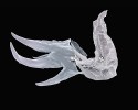 Kusadlo (mandibula) dravé planktonní larvy koretry průsvitné (Chaoborus flavicans). Komořanské jezero v Mostecké pánvi, asi 9–10 tisíc let př. n. l. Délka objektu 240 μm. Foto D. Vondrák a P. J. Juračka