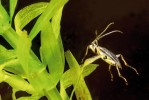 Pohyb nohou, který připomíná  kraulování, umožňuje druhu Macro­plea appendiculata přemísťování mezi rostlinami. K pohybu po nich využívá mimořádně dlouhá chodidla. Foto P. J. Juračka