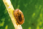 Dospělec Macro­plea appendiculata je přes téměř průhlednou stěnu kokonu dobře rozpoznatelný. Foto P. J. Juračka 