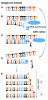 Sangerova metoda. Templátová DNA (A); DNA polymeráza přidává nukleotidy k rostoucímu řetězci DNA podle  předlohy – templátu (B). Přidáním  dideoxynukleotidu, který je označen  fluorescenční značkou, dojde k zastavení syntézy nového řetězce DNA (C).  Zahřátím se dva řetězce DNA oddělí (D) a proces syntézy nového řetězce  polymerázou se může opakovat. Výsledné molekuly se seřadí podle velikosti  a podle fluorescenčního značení se  odvodí výsledná sekvence (E). Orig. M. Kolísko, některé části obrázku upraveny podle: J. M. Heather a B. Chain (2016)