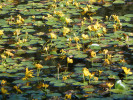 Porost plavínu štítnatého (Nymphoides peltata) poblíž hráze Velkého vávrovského rybníka. Foto A. Nováková