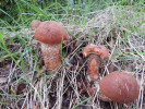 Křemenáč krvavý (Leccinum aurantiacum). Foto A. Nováková