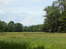 Bezkolencová louka u hráze Černiše částečně zarůstá porostem rákosu obecného (Phragmites australis). Foto A. Nováková