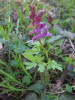 Dymnivka dutá (Corydalis cava), běžná v jarním aspektu lužních lesů. Foto R. Prausová