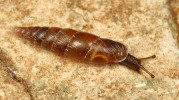 V Pelinách se vyskytující zdobenka tečkovaná (Charpentieria ornata), s bílými papilami kolem závitů protáhlé schránky, vykazuje rozšíření s centrem v severovýchodních Alpách a v ČR prochází severovýchodní okraj areálu. Foto R. Coufal