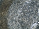 Chytridiopsis typographi – nejběžnější zástupce mikrosporidií u kůrovců. Je známa téměř u všech lýkožroutů rodu Ips. Foto K. Lukášová