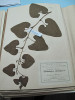 Položka podražce křovištního (Aristolochia clematitis) z herbáře Jaroslava Váchy, odborného učitele v Novém Kníně. Rostlinu mu přinesla jeho žákyně Žižková. Foto K. Šumberová