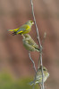 Zvonci zelení (Chloris chloris) se po vyhnízdění spojují do hejn čítajících až desítky jedinců a společně hledají potravu. Také na krmítku nejčastěji zastihneme několik zvonků najednou. Foto V. Štofflová