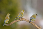 Na podzim a v zimě žijí zvonci zelení (Chloris chloris) v hejnech a spolu s dalšími pěnkavovitými ptáky také často navštěvují krmítka v lidských sídlech. Právě na nich se však snadno přenáší infekční onemocnění trichomonóza, která je nejpravděpodobnější příčinou poklesu populace na třetinu počtu zvonků, kteří u nás hnízdili před 10 lety. Foto L. Kovár