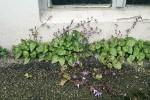 U boční zdi panelového domu v Mnichově se uchytil jinak často pěstovaný zvonek Porscharského (Campanula porscharskyana). Foto D. Láníková