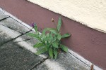 Zplanělá chrpa horská (Centaurea montana) u paty zdi v Mnichově. Foto D. Láníková