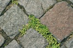 Průtržník lysý (Herniaria glabra)  v dlažbě na náměstí v Halle nad Sálou. Foto Z. Lososová