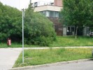 Mezi studované biotopy byly zařazeny také sídliště, mimo jiné v Brně – Bohunicích. Foto Z. Lososová