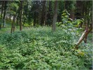 Jedna ze čtyř mikrolokalit zvonovce liliolistého v přírodní památce Vražba (východní Čechy) – vlhčí a živinami bohatá mikrolokalita 2. Foto R. Prausová 