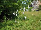 Kvetoucí zvonovec liliolistý v lomu Kobyla, Český kras. Foto R. Prausová