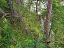 Slovenská lokalita druhu na Muráňské planině – v reliktním boru na vápenci. Foto R. Prausová