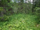 Slovenská lokalita druhu na Muráňské planině – ve slatinné olšině u potoka Trsteník. Foto R. Prausová