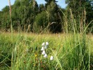 Přírodní památka Babinské louky. Foto R. Prausová