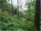 Jedna ze čtyř mikrolokalit zvonovce liliolistého v přírodní památce Vražba (východní Čechy) – nejsušší svahová mikrolokalita 1. Foto R. Prausová