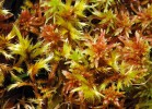Zdánlivě harmonické soužití dvou mechových představitelů minerálně bohatších slatinišť – „hnědého“ mechu  vlasolistce vlhkomilného (Tomentypnum nitens, velká lodyžka vlevo) a rašeliníku Warnstorfova (Sphagnum warnstorfii, červenavé hvězdičkovité vrcholy lodyžek).  Takto nenápadně může ale začínat zásadní sukcesní posun směrem  k chudým slatiništím.  Foto T. Hájek