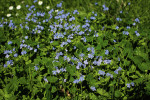 Drobné kvítky rozrazilů (Veronica) navštěvují převážně drobní opylovači, někdy drobné druhy včel, jindy malé pestřenky tribu Syrphini. Foto J. Hadrava